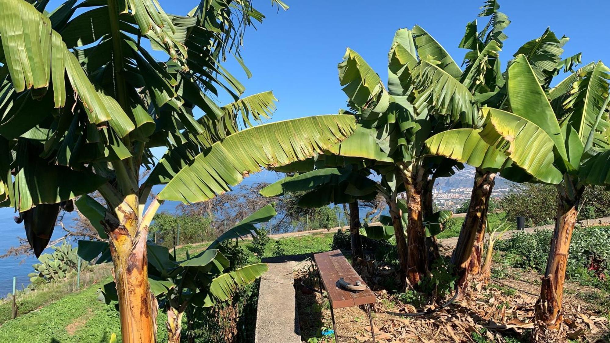 Casas En Finca Ecologica La Espiral, Naturaleza, Calma Y Vistas Al Mar, Icod el Alto Dış mekan fotoğraf